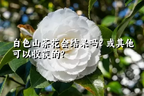 白色山茶花会结果吗？或其他可以收获的？