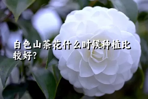 白色山茶花什么时候种植比较好？