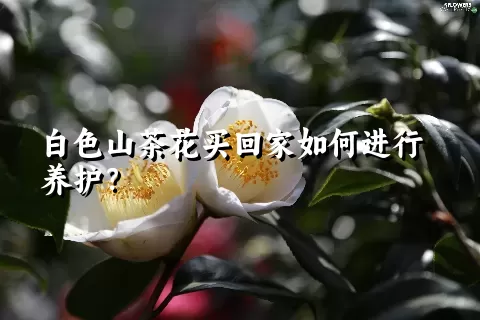 白色山茶花买回家如何进行养护？