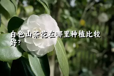 白色山茶花在哪里种植比较好？