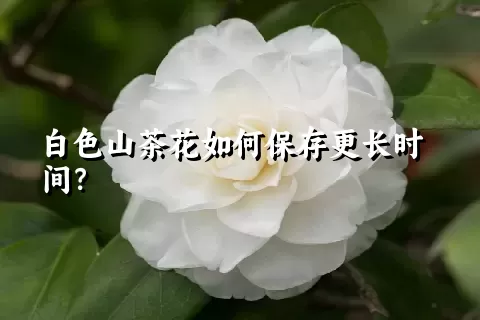 白色山茶花如何保存更长时间？