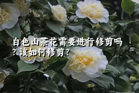 白色山茶花需要进行修剪吗？该如何修剪？