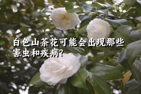 白色山茶花可能会出现那些害虫和疾病？