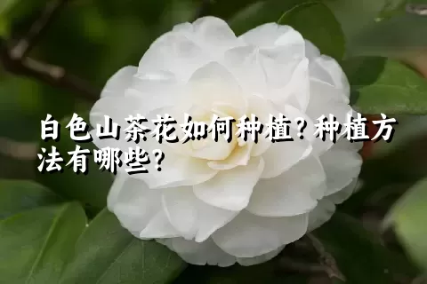 白色山茶花如何种植？种植方法有哪些？