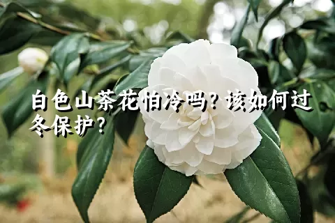 白色山茶花怕冷吗？该如何过冬保护？