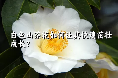 白色山茶花如何让其快速茁壮成长？