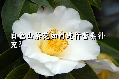 白色山茶花如何进行营养补充？