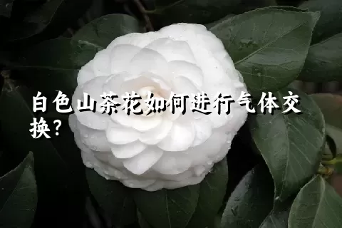 白色山茶花如何进行气体交换？