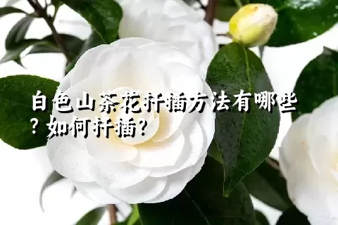 白色山茶花扦插方法有哪些？如何扦插？