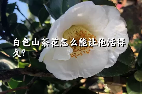 白色山茶花怎么能让他活得久？