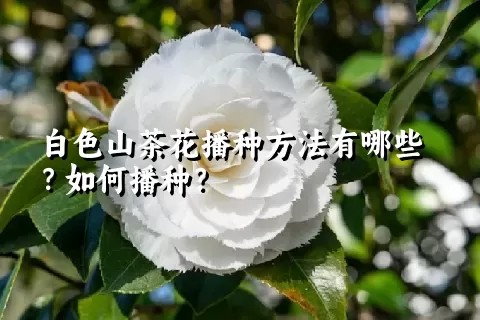 白色山茶花播种方法有哪些？如何播种？