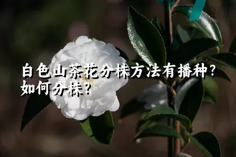 白色山茶花分株方法有播种？如何分株？