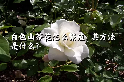 白色山茶花怎么繁殖，其方法是什么？