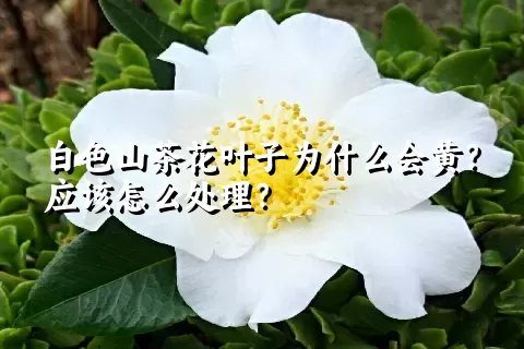 白色山茶花叶子为什么会黄？应该怎么处理？