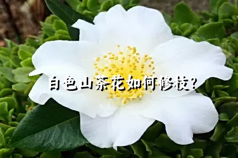 白色山茶花如何修枝？