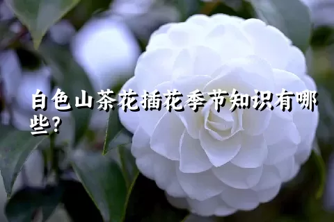 白色山茶花插花季节知识有哪些？