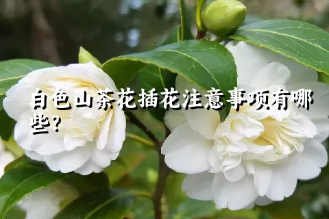 白色山茶花插花注意事项有哪些？