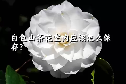 白色山茶花室内应该怎么保存？