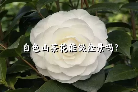 白色山茶花能做盆景吗？