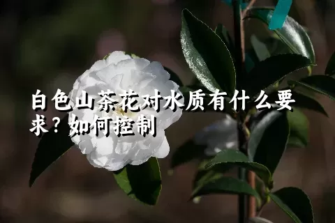 白色山茶花对水质有什么要求？如何控制