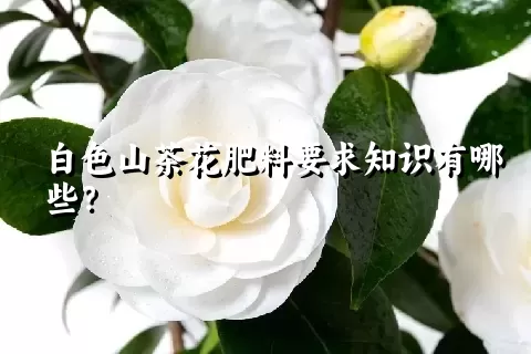 白色山茶花肥料要求知识有哪些？