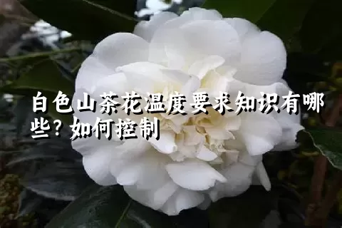 白色山茶花温度要求知识有哪些？如何控制