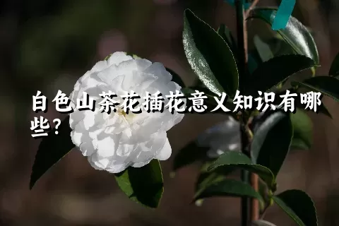 白色山茶花插花意义知识有哪些？