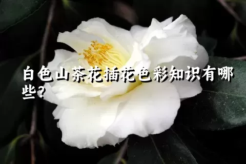 白色山茶花插花色彩知识有哪些？