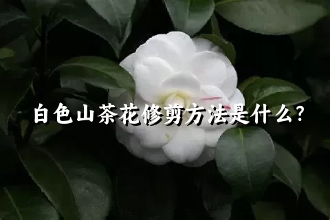 白色山茶花修剪方法是什么？