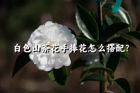 白色山茶花手捧花怎么搭配？