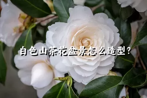 白色山茶花盆景怎么造型？