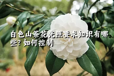 白色山茶花光照要求知识有哪些？如何控制