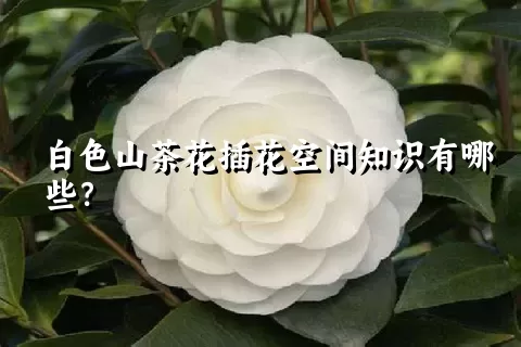 白色山茶花插花空间知识有哪些？