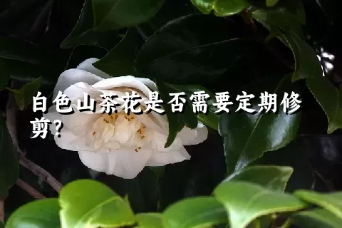 白色山茶花是否需要定期修剪？