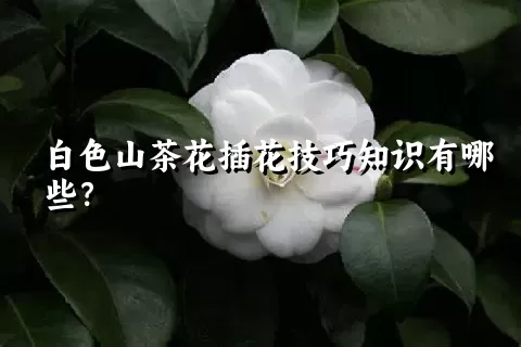 白色山茶花插花技巧知识有哪些？