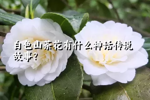 白色山茶花有什么神话传说故事？