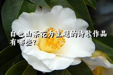 白色山茶花为主题的诗歌作品有哪些？