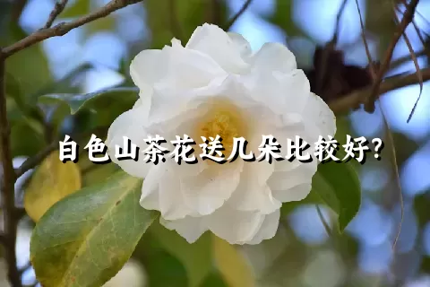 白色山茶花送几朵比较好？