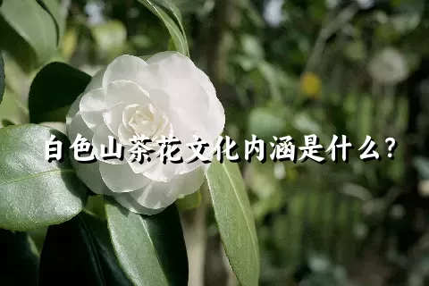 白色山茶花文化内涵是什么？