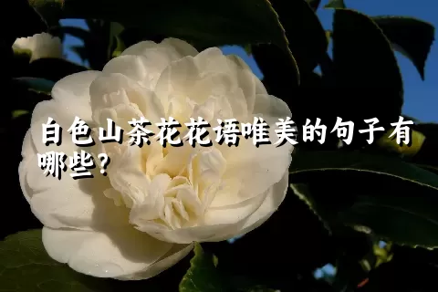 白色山茶花花语唯美的句子有哪些？