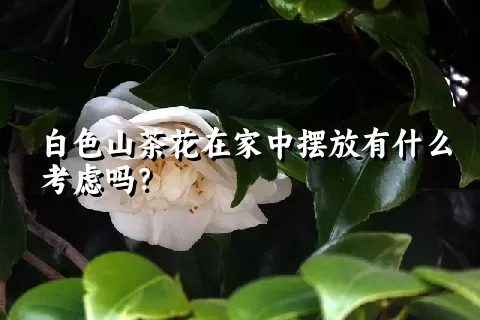 白色山茶花在家中摆放有什么考虑吗？