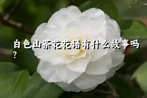 白色山茶花花语有什么故事吗？