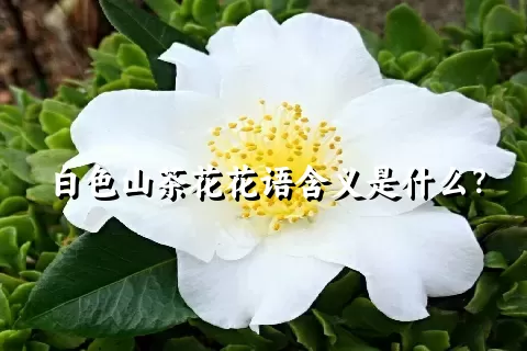 白色山茶花花语含义是什么？