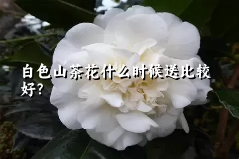 白色山茶花什么时候送比较好？