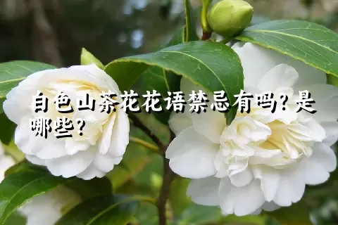 白色山茶花花语禁忌有吗？是哪些？