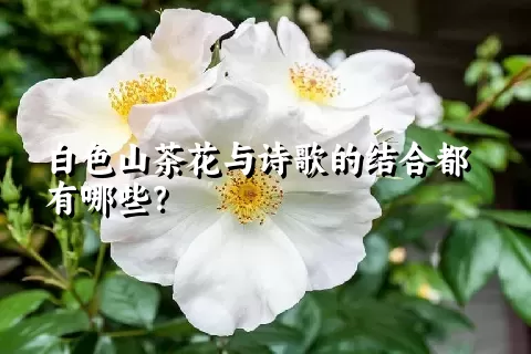 白色山茶花与诗歌的结合都有哪些？