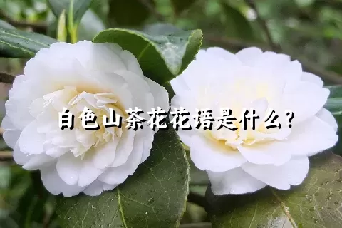 白色山茶花花语是什么？