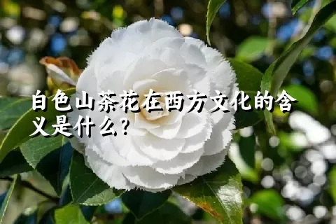 白色山茶花在西方文化的含义是什么？