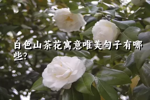 白色山茶花寓意唯美句子有哪些？