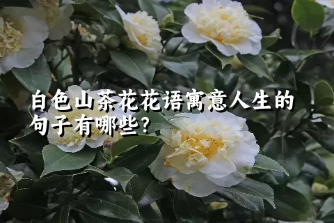 白色山茶花花语寓意人生的句子有哪些？